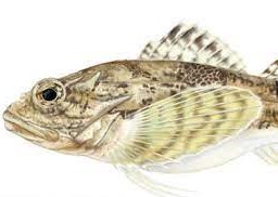 Sculpin